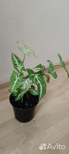 Сингониум imperial white