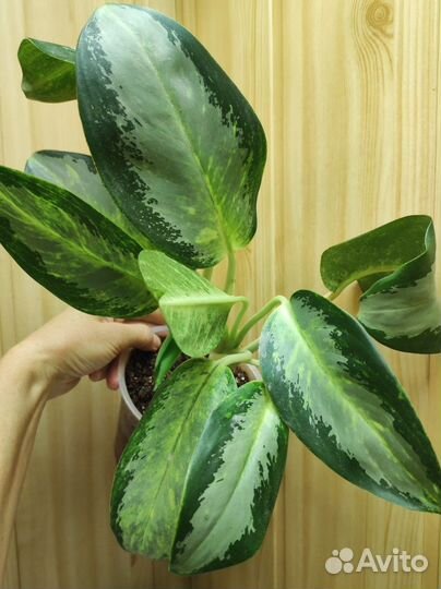 Аглаонема Сильвер Блю