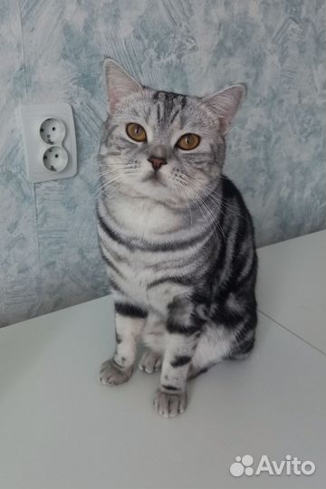 Кот шотландский