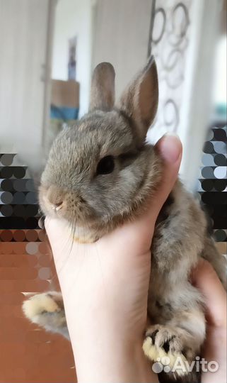 Карликовые крольчата