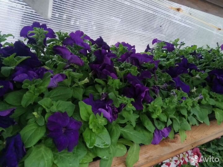 Петуния кустовая