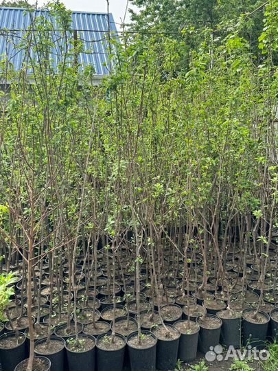 Саженцы плодовых деревьев