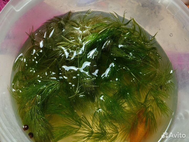 Роголистник