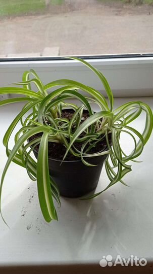 Алоэ, каланхоэ, маранта, хлорофитум кучер. по 100