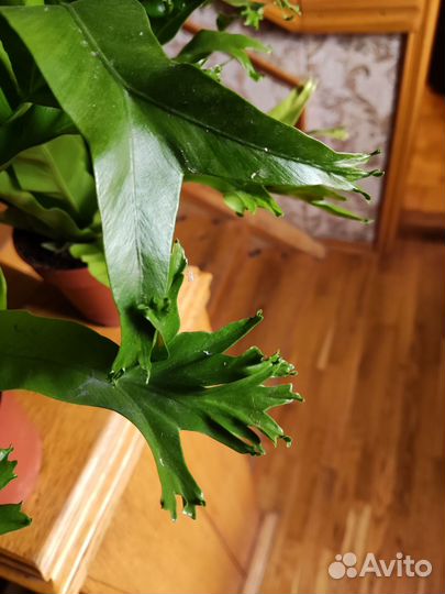 Асплениум нидус криси