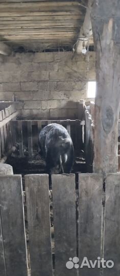 Хряк дюрок на племя