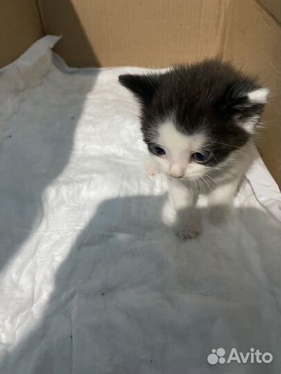 Котята в добрые руки приучены к лотку