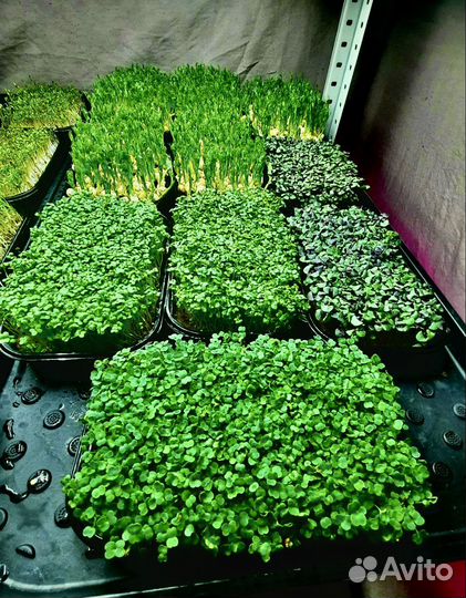 Микрозелень