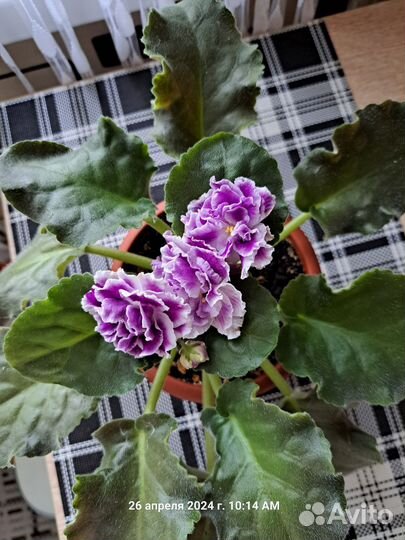 Фиалки в горшках