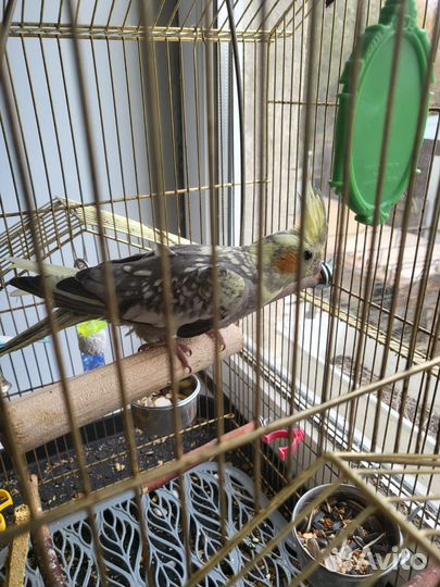 Попугай корелла мальчик