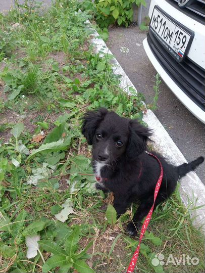 Дрессировка и воспитание собак(выгул)