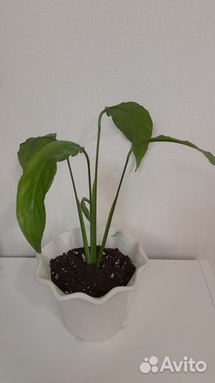 Спатифиллум