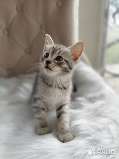 Отдам в добрые руки котят
