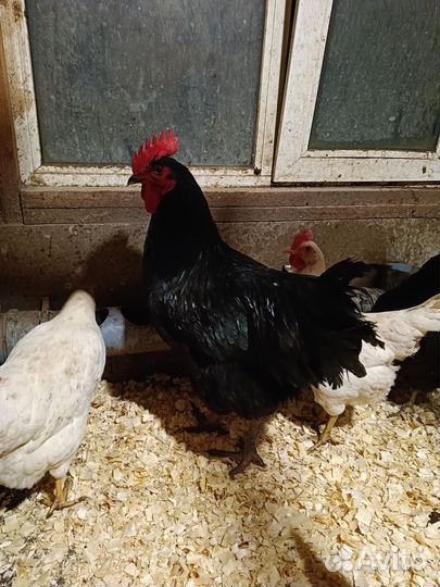 Петух Джерсийский гигант