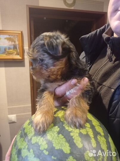 Йоркширский терьер