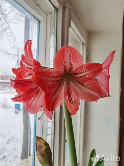 Гиппиаструм Амариллис (отросток) Розовый