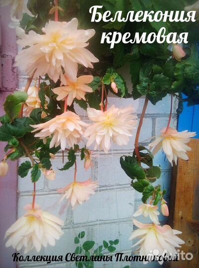 Бегония беллекония