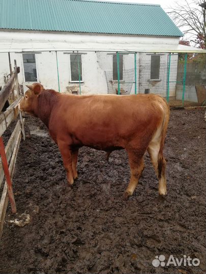 Тёлка Бык