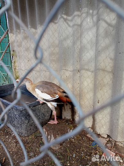 Нильские гуси двух,трёхлетние, огарь 3-лет, пишите
