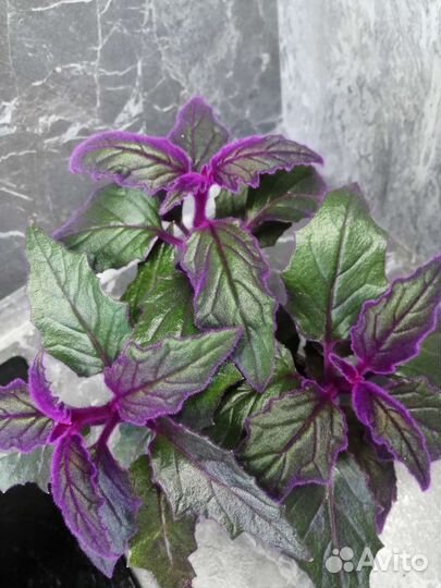 Гинура и другие