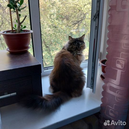 Мейн-кун