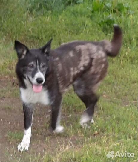 Собака друг в добрые руки