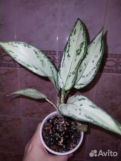 Комнатные цветы