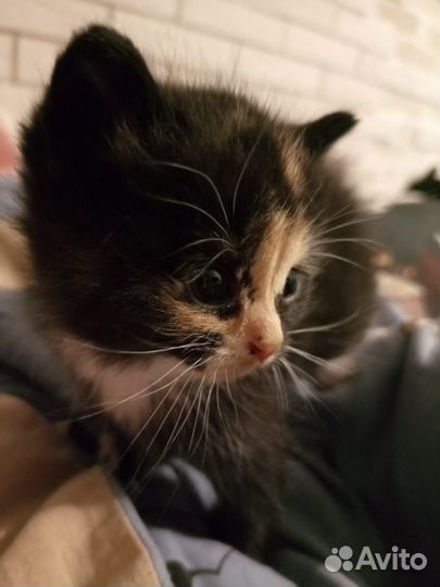 Котенок 1 мес