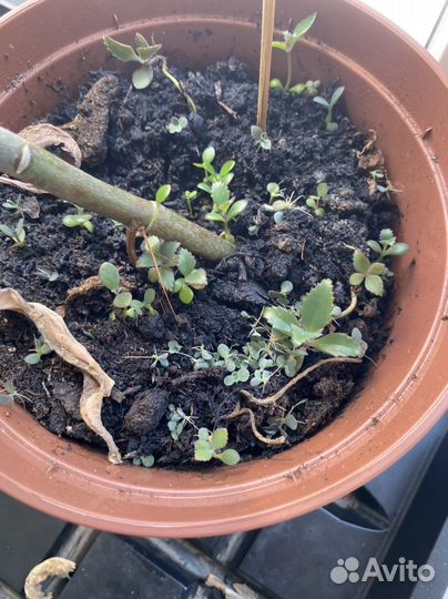 Каланхоэ лечебное