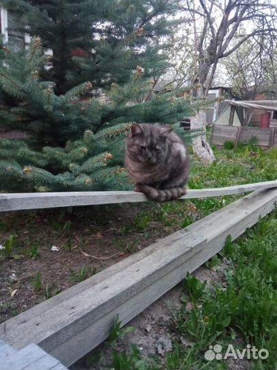 Кот, возраст 1 год, бесплатно