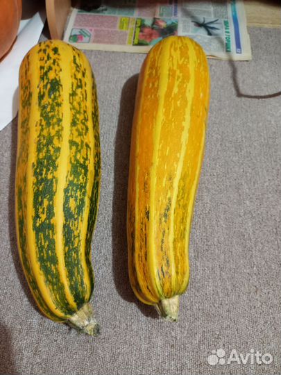 Тыквы, кабачки