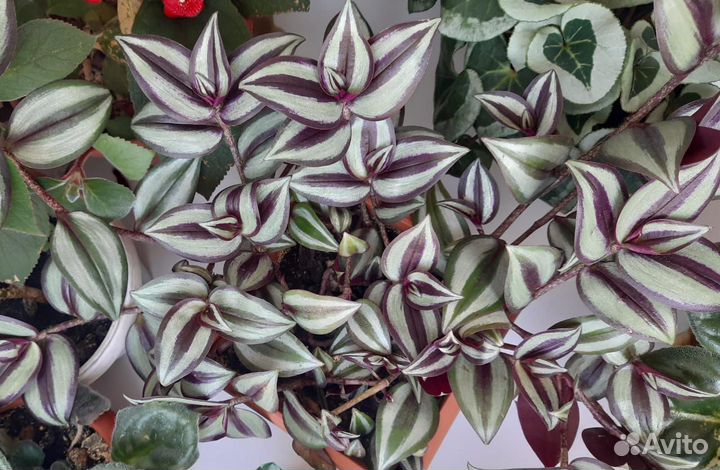 Комнатные цветы