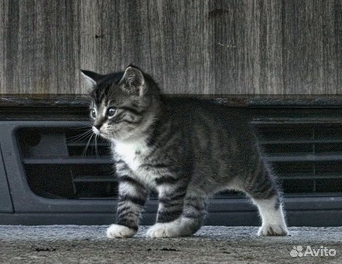 Котята счастье в дом
