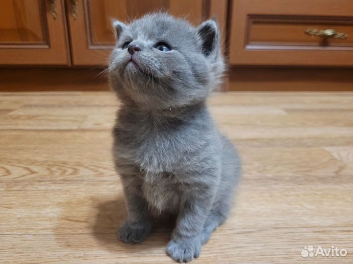 Британская