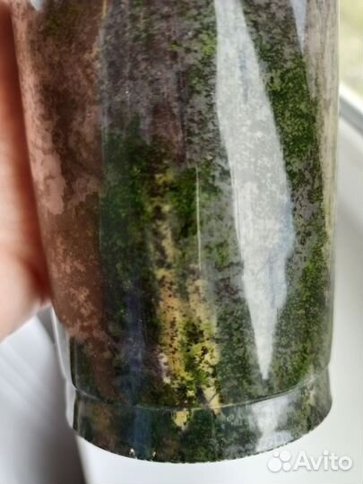 Замиокулькас цветы комнатные