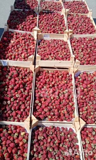 Клубника свежая ягода