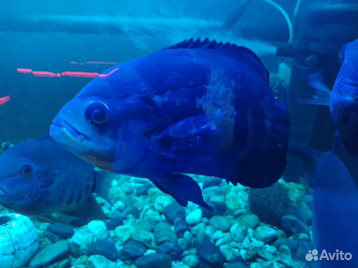 Аквариумные рыбки