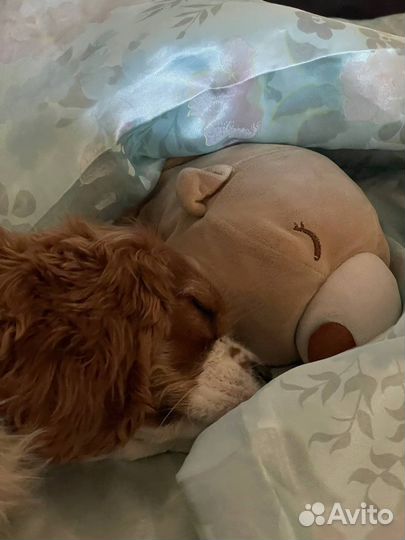 Выгулы Догситтер передержка собак догняня ВДНХ