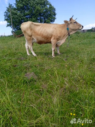 Бычки и корова