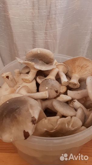 Грибы рядовки, моховики, маслята