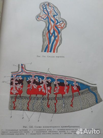 Учебник акушерства