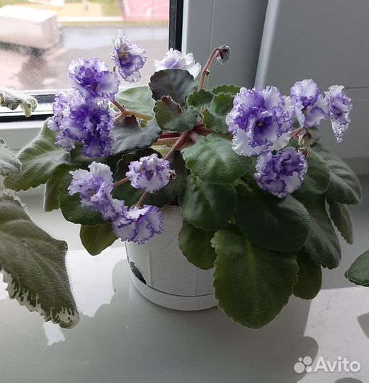 Фиалки цветущие