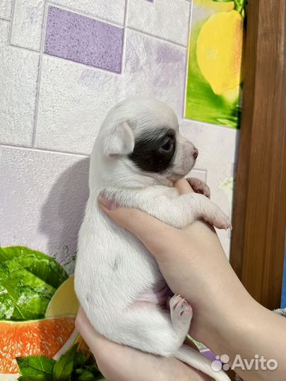 Чихуахуа мини