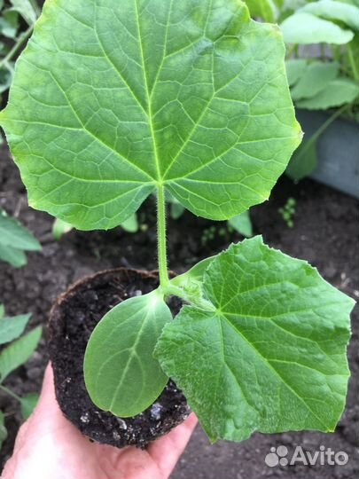 Рассада огурцов