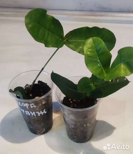 Комнатная экзотика