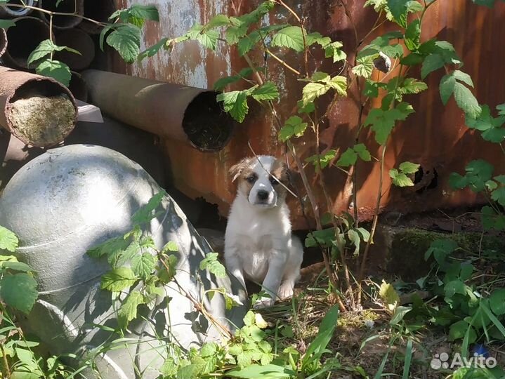 Щенки ищут дом