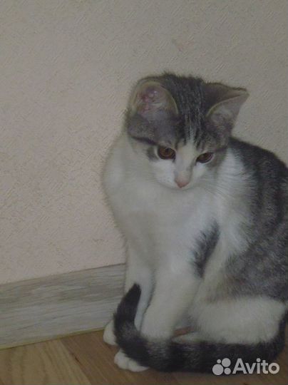 Молодые кошечки ищут дом