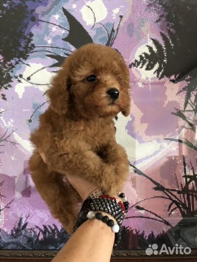 Той- миниатюрный пулель