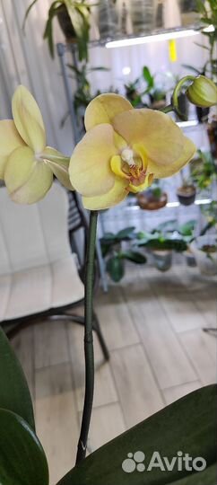 Орхидея фаленопсис