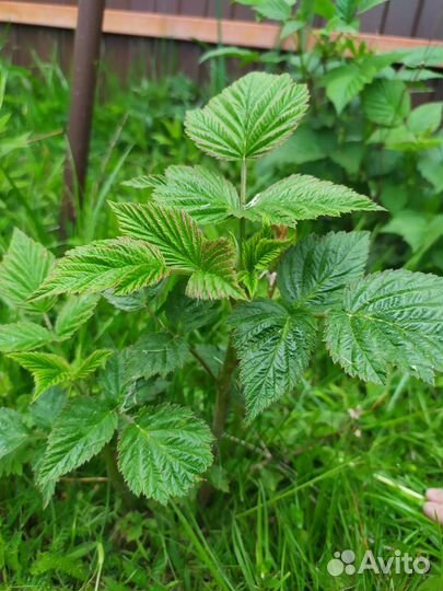 Ремонтантная малина